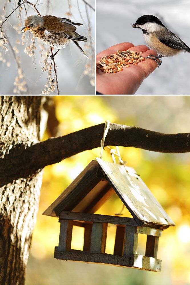 wild bird care in longtown, whitesyke garden centre, garden centre in carlisle, garden centre in longtown
