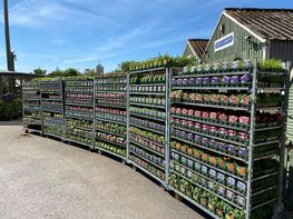 Bedding plants