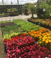 BEDDING PLANTS